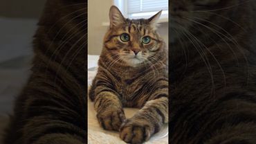 Компенсация 🙀🙄🤔🤣 #cat #кот #юмор #котушка #приколы #цитаты