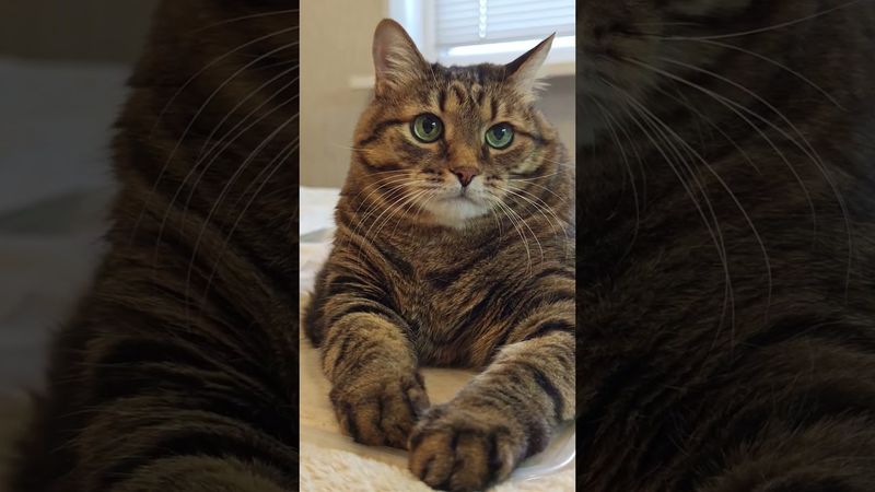 Компенсация 🙀🙄🤔🤣 #cat #кот #юмор #котушка #приколы #цитаты