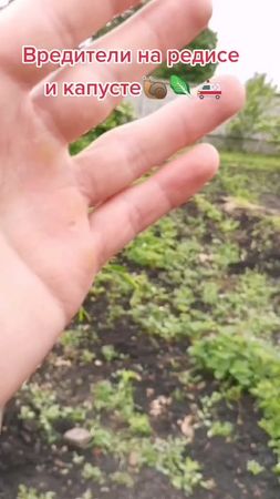 #буднифермера #огород #вредителинаогороде #уходзарастениями #редис