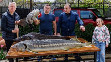 ROYAL FISH SOUP with ROOSTER and STURGEON. TASTE EXPLOSION!