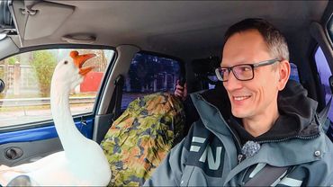 ЧТО С ГУСЁМ ? ПРОДАЮ МАТИЗ. НАШ НОВЫЙ ВЕЗДЕХОД. ЯГУАР ЕЩЁ ЖИВ.