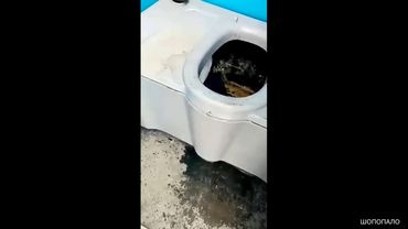 Парень спрятался в яме туалета. ЖЕСТЬ , ТРЭШ