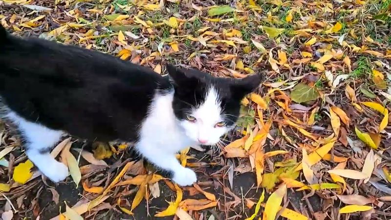 #Славянск. 3 ноября 2025г. Вечер.