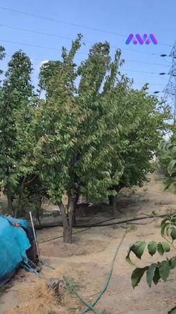 نیشانەکانی هاتنی پایز دەرکەوتن