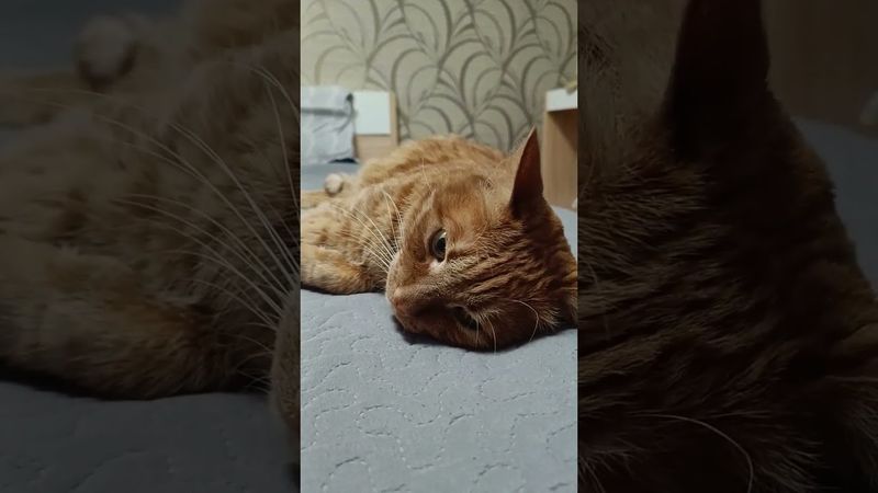 кошки ждут своих хозяев #cat #видосыоткота #кот #зоопсихология #котики