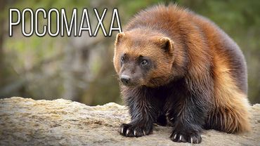 Росомаха: Бесстрашная Хозяйка Леса | Интересные факты про росомаху