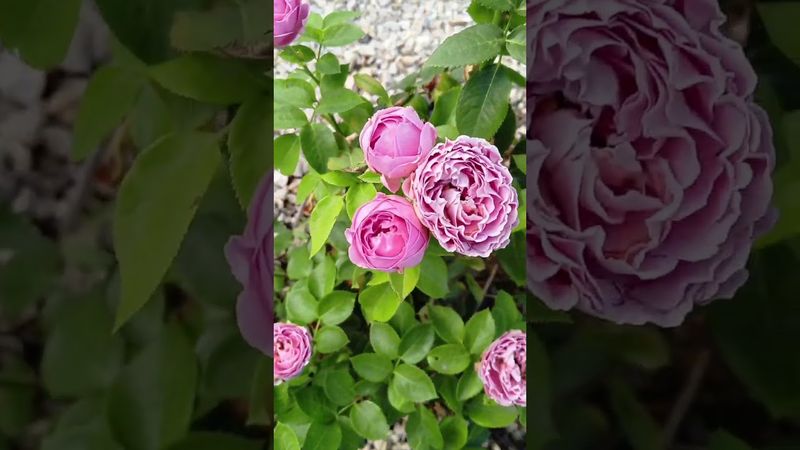 роза Мисти Баблс #розы #дача #rose #цветы #садоводство #растения #garden #любовь