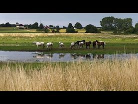 Renaturalisation of wetlands slows global warming and species decline