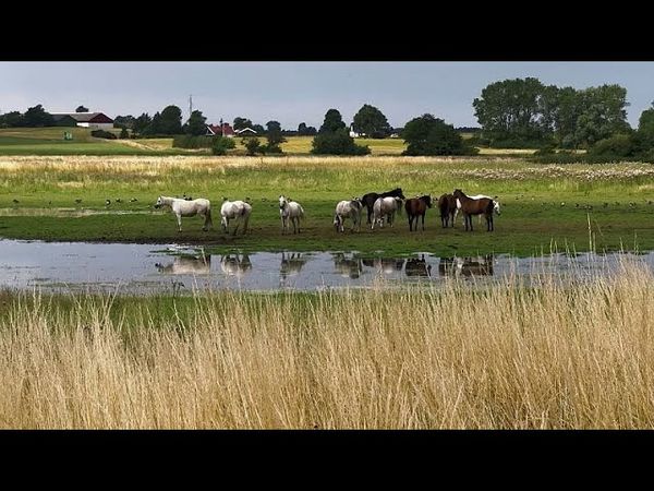 Renaturalisation of wetlands slows global warming and species decline