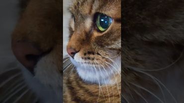 Признать ошибки 😉🤔🙀🤣 #cat #кот #юмор #котушка #приколы #цитаты #котики