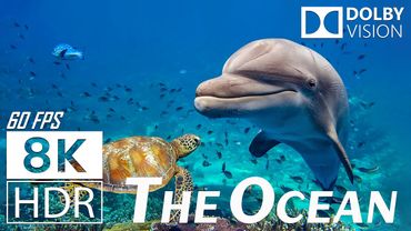 Breathtaking Underwater World – Explore the Ocean's Hidden Beauty