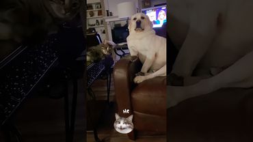 Разные породы собак одинаково боятся кошек 😅