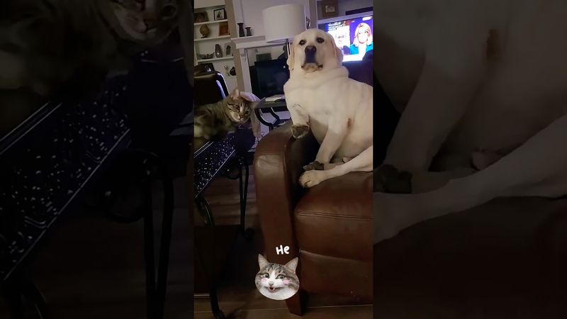 Разные породы собак одинаково боятся кошек 😅