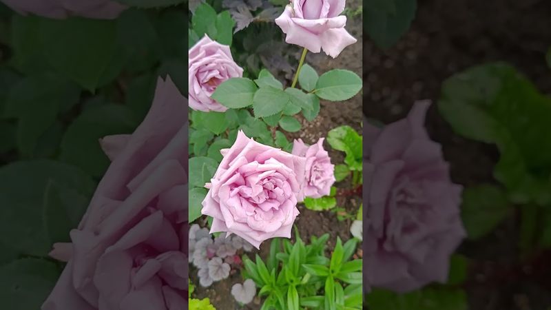 Роза Индиголетта (Indigoletta)