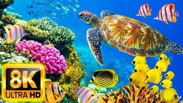 11 HOURS of 8K Underwater Wonders + Relaxing Music - Coral Reefs & Colorful Sea Life in 8k video