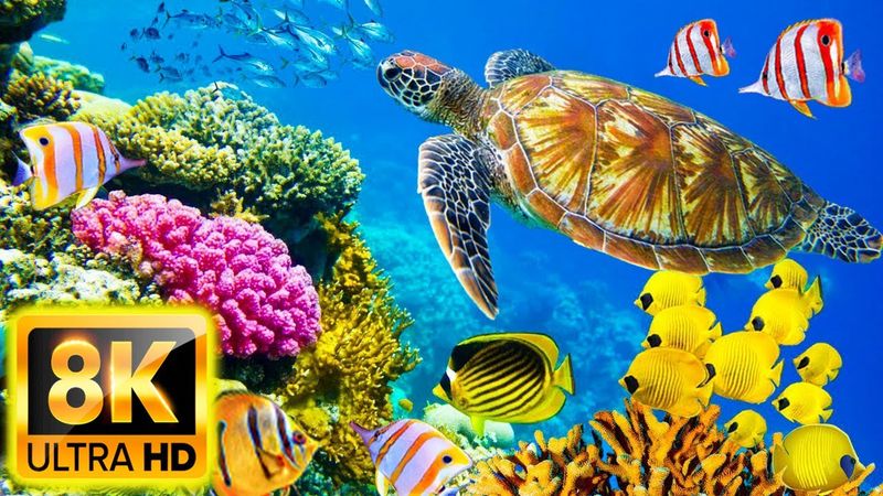11 HOURS of 8K Underwater Wonders + Relaxing Music - Coral Reefs & Colorful Sea Life in 8k video