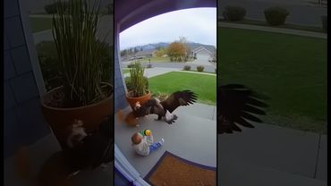 Guardian on the Porch: Dog Saves Toddler from Swooping Eagle #animalshorts #doorbellcam