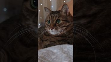 Вселенная всё видит ✨🙀🤔🤣 #cat #кот #юмор #котушка #приколы #цитаты