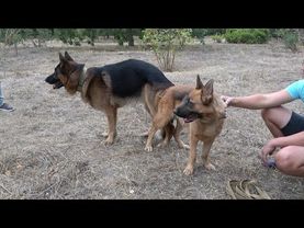 We are waiting for the first litter of German Shepherds in 2022! Odessa. Ukraine.