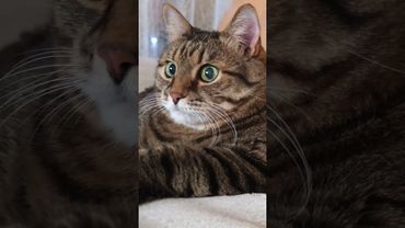 Карлсон 🚁🙀🤔🤣#cat #кот #юмор #котушка #приколы #цитаты #шутки