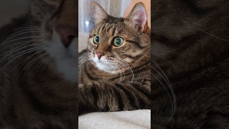 Карлсон 🚁🙀🤔🤣#cat #кот #юмор #котушка #приколы #цитаты #шутки