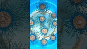 Porpita porpita #shorts