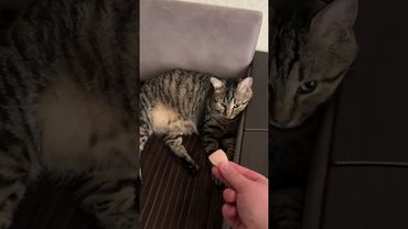 Un dîner de fruits de mer délicieux et rapide. ASMR