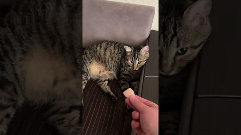 A delicious and quick seafood dinner. ASMR