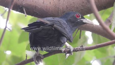 Asian Koel male has a ruby red eye, skulks around in thick foliage, female lays eggs in crow's nest