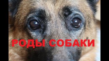 РОДЫ😷НЕМЕЦКОЙ ОВЧАРКИ💥 2020 - ДУБЛЬ II//продолжение....//Роды собаки....10 щенков💣