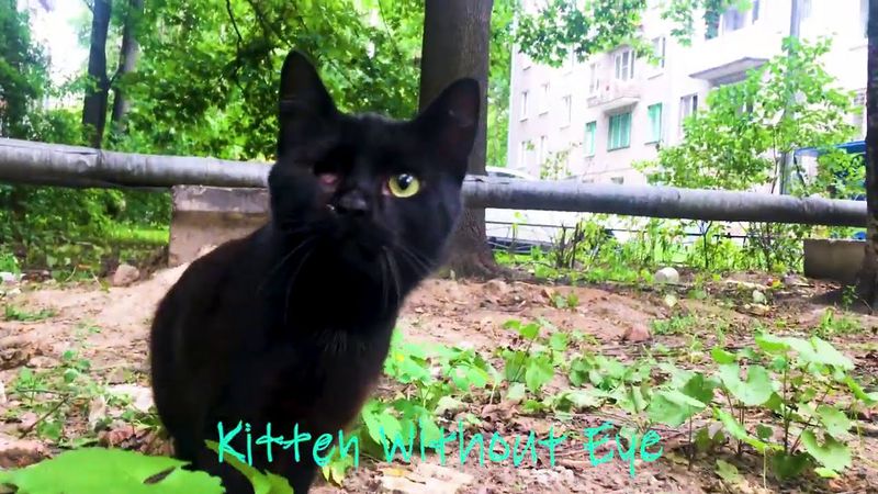 альберт кабуу кормит котиков ♥