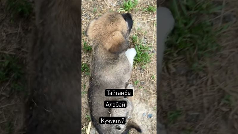 Кучук алабай тайган ?