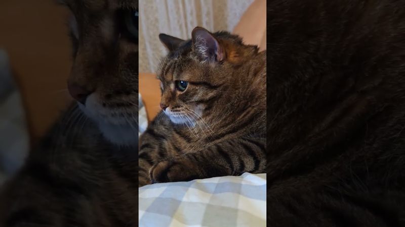 Любовь 🙀😻😍🤣 #cat #кот #юмор #котушка #приколы #цитаты #смех