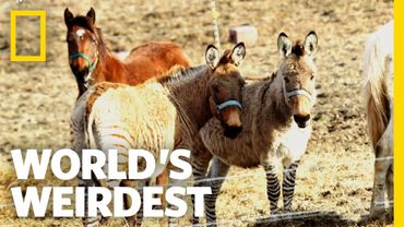 Interspecies Hook-Ups | World's Weirdest