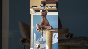 #рекомендации #юмор #прикол #котики #cat #catvideos #cats #catshorts #funny #funnycats #funnyshorts