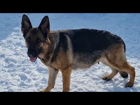 Немецкая овчарка...беременность 56 день после  вязки