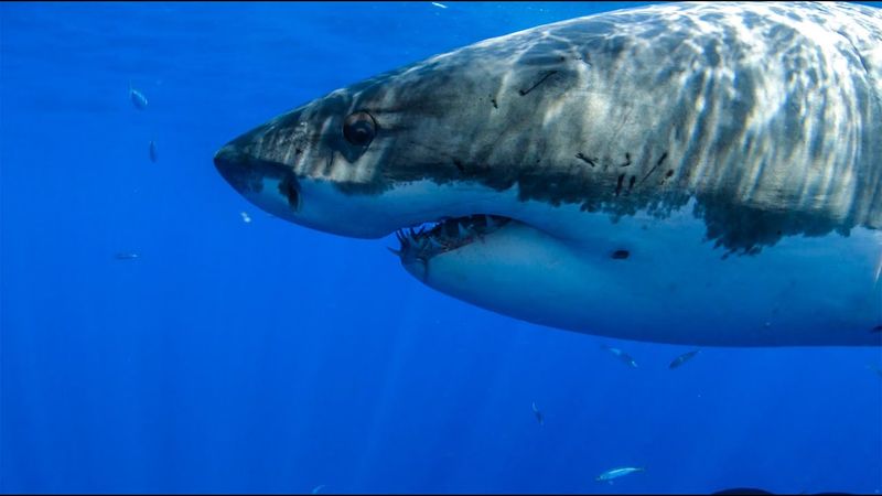 8 Hours - Great White Sharks & Relaxing Music - 4K | Great Escapes