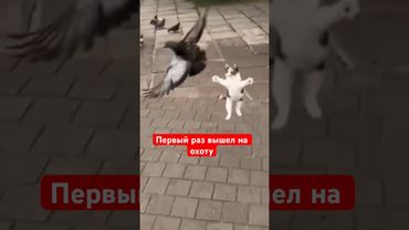 Когда первый раз вышел на охоту #юмор #мем #смешновидео