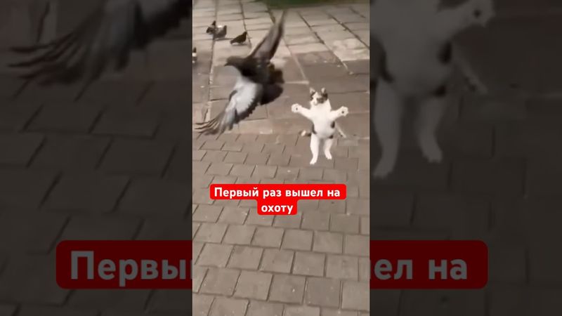 Когда первый раз вышел на охоту #юмор #мем #смешновидео