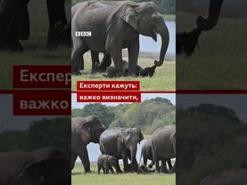 Слониха-матір втратила своє новонароджене дитинча, але не може з ним розлучитися #shorts