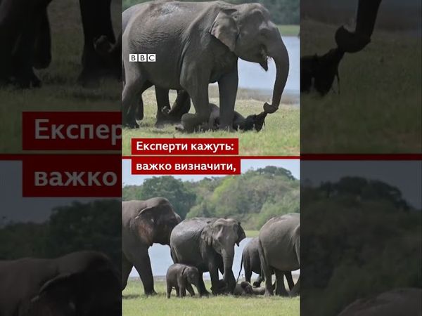 Слониха-матір втратила своє новонароджене дитинча, але не може з ним розлучитися #shorts