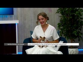 Бультерьер в семье: как ухаживать за этой брутальной собакой?