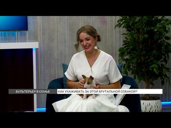 Бультерьер в семье: как ухаживать за этой брутальной собакой?