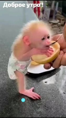 доброе утро #доброеутро #обезьяна #приколы #юмор #настроение 