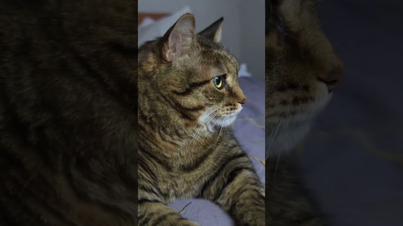 Не подведу 🙀😉🤔🤣 #cat #кот #юмор #котушка #приколы #цитаты