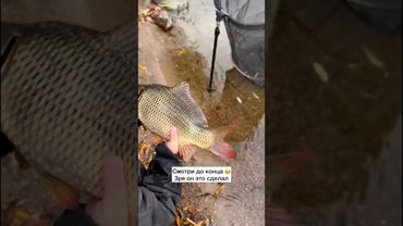Ставь лайк😄 #рыбалка #амур #карп #карпфишинг #рыба #судак #ловлякарпа #фидер #спиннинг #щука #окунь
