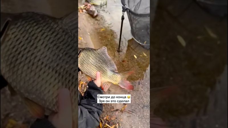 Ставь лайк😄 #рыбалка #амур #карп #карпфишинг #рыба #судак #ловлякарпа #фидер #спиннинг #щука #окунь