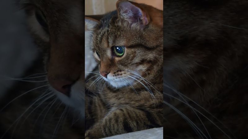 Слабый пол 💃😉🤔🤣 #cat #кот #юмор #котушка #приколы #позитив #популярное #цитаты