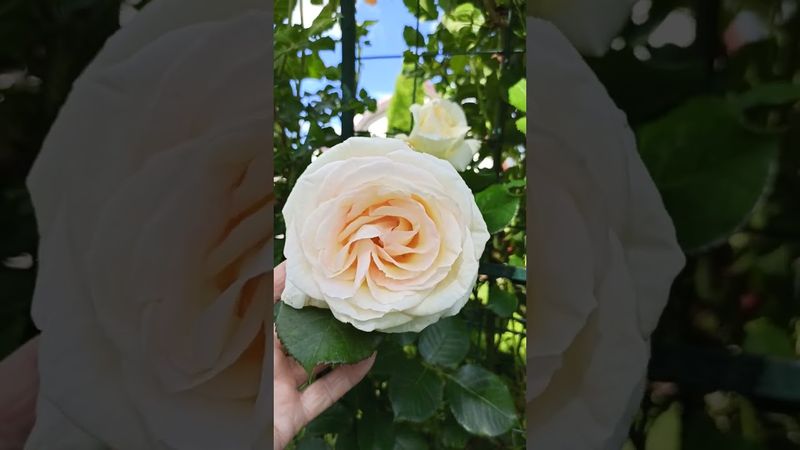 Плетистая роза Шнеевальцер.