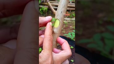 learn simple grafting #bonsai #bonsaitree #grafting #gardening